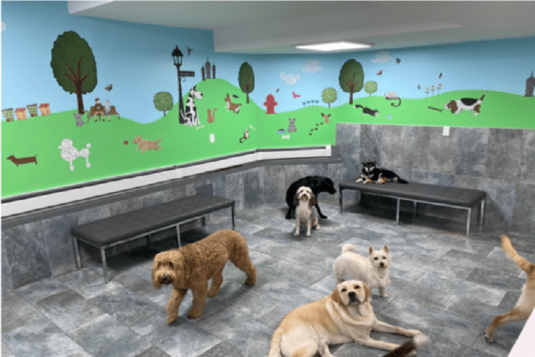 pet daycare dubai