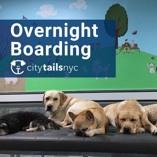 Best Dog Boarding in New York City, NY